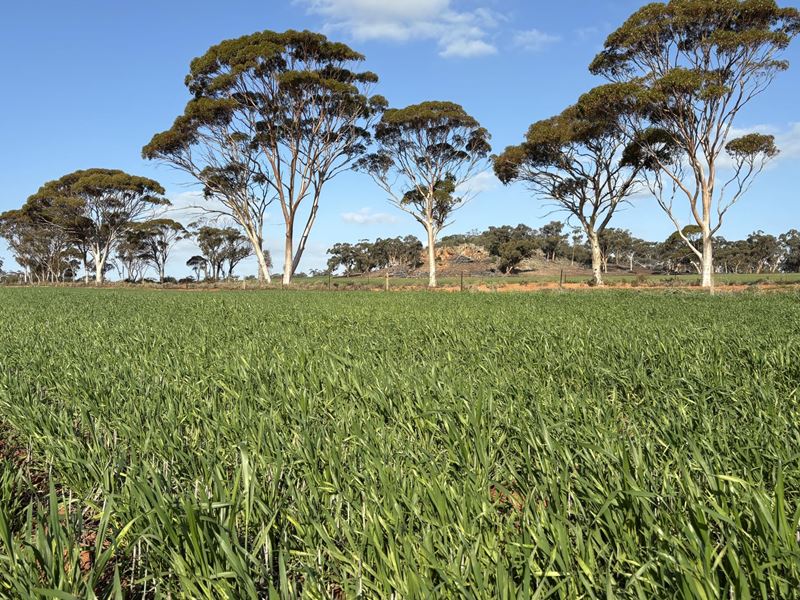 . 'Wesburra' Lease, Nukarni