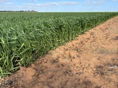 . 'Wesburra' Lease, Nukarni WA 6480