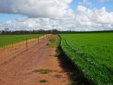 341 De Gruchy Road, Kondinin WA 6367