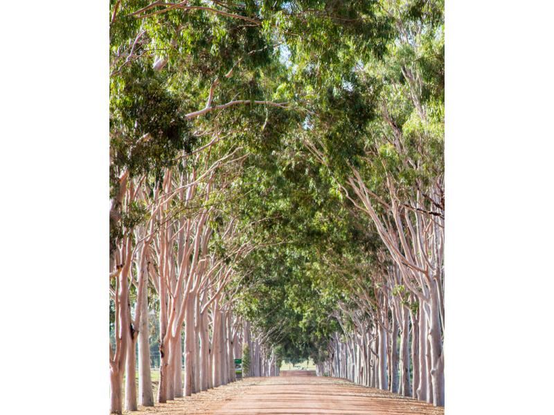 20 Mauravillo  Boulevard, Wundowie