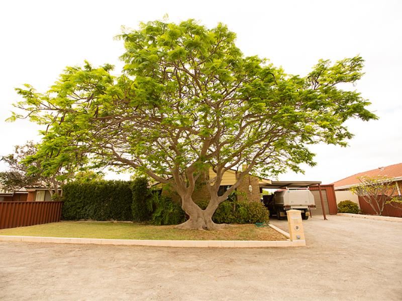 16 Jabiru Way, Waggrakine
