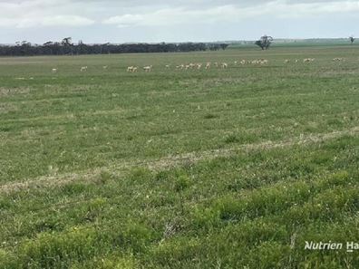 240 Corrigin-Narembeen Road, Corrigin WA 6375