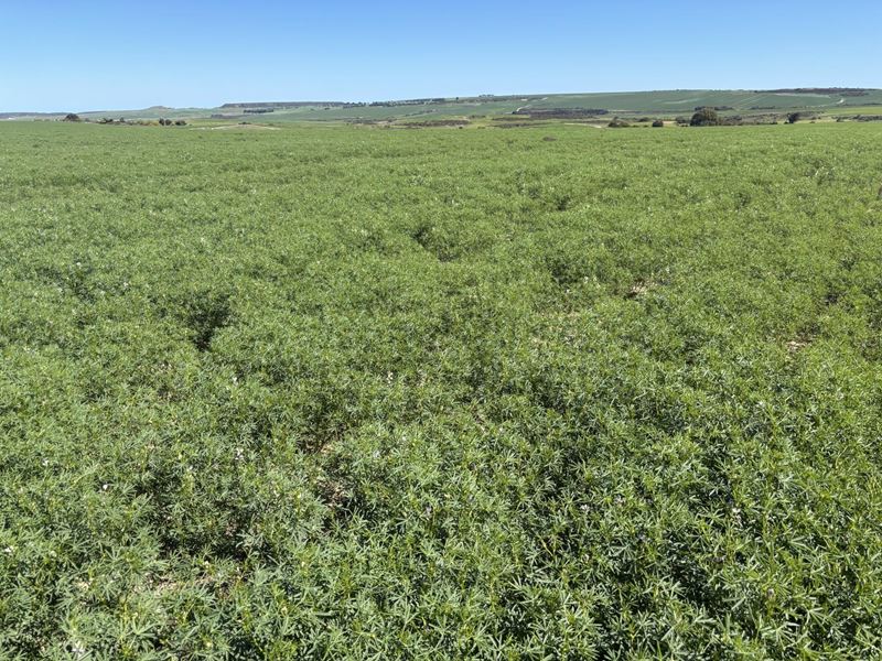Lot 55 Ahern Place, Hickety