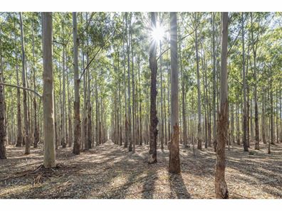 Lot 774 Caves Road, Yallingup WA 6282