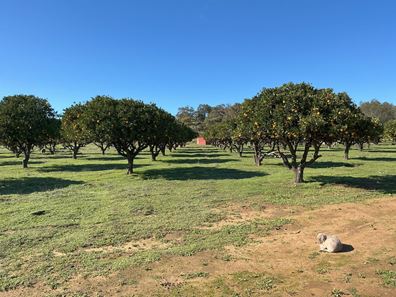 130 Kay Road, Bindoon WA 6502