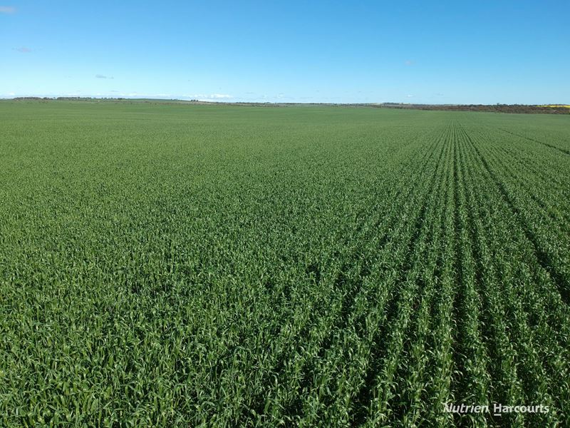 2174 Nanekine Road, Mingenew WA 6522