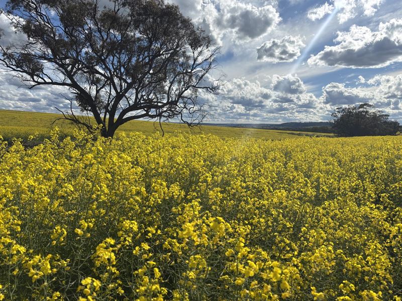 . 'Thylungra', York WA 6302