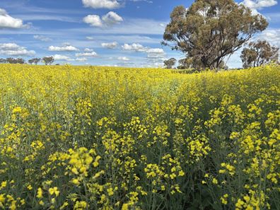 . 'Thylungra', York WA 6302