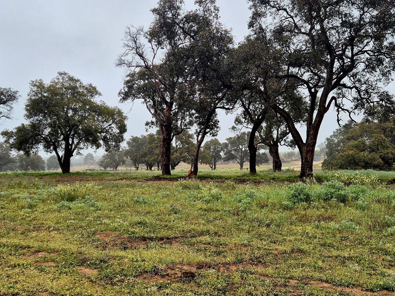 Lot 159,  Chuditch Way, Ginginup WA 6503