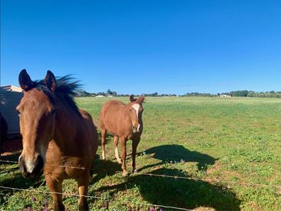 Lot 14 Horwood Road, Woorree WA 6530