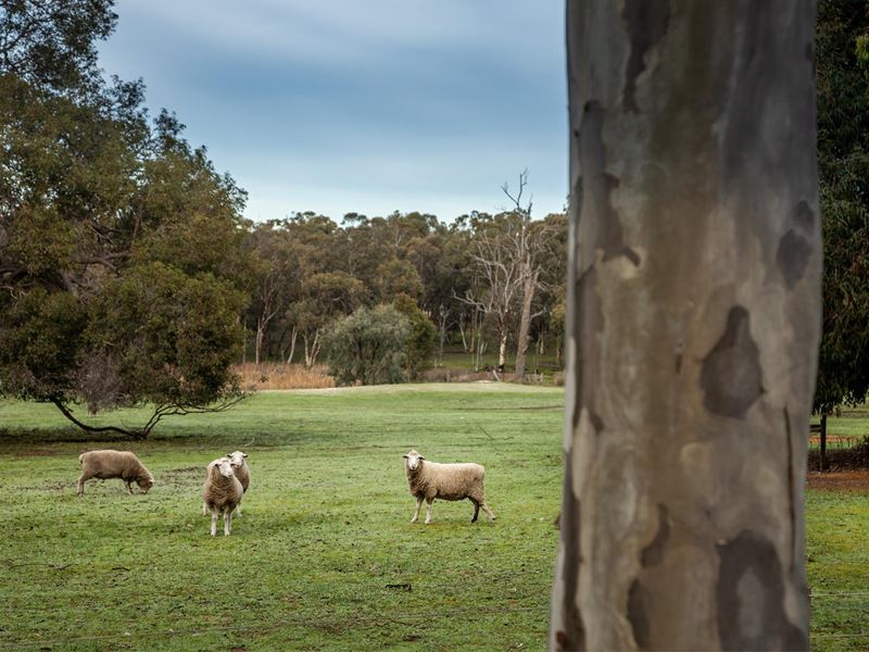22 Maine-Anjou Drive, Lower Chittering