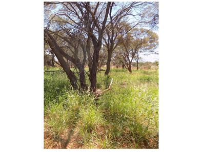 Yoothapina Station, Meekatharra WA 6642