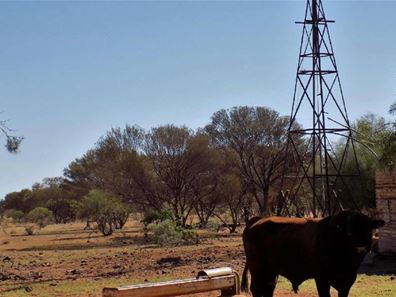 Yoothapina Station, Meekatharra WA 6642