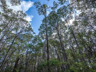 Lot 100 Bussell Highway, Margaret River WA 6285