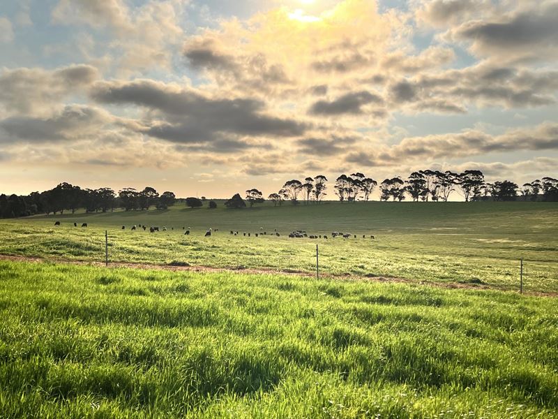 Lot 247,  STAGE 2 - Albany Views Private Estate - Albany Views Private Estate, Drome, Albany