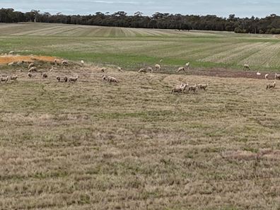 Lot 7138,  Robinson Road, Woodanilling WA 6316