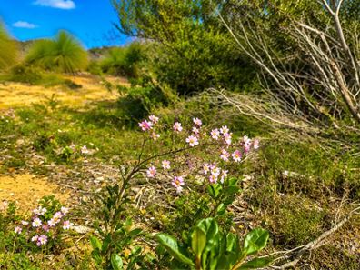 Lot 50,  Seaview Drive, Karakin WA 6044