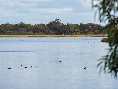 14 Stallion Road, Cockburn Central WA 6164