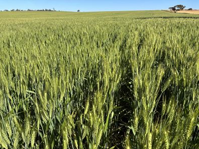 . 'Dairy Downs', Babakin WA 6428
