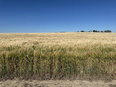 4480 Katanning-Nyabing Road, Nyabing WA 6341