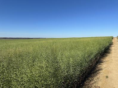 4480 Katanning-Nyabing Road, Nyabing WA 6341