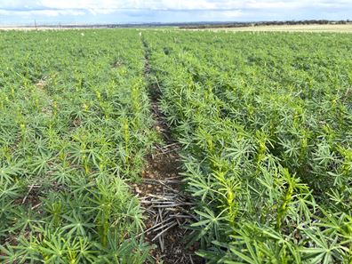 . Zis's and Garbin's, Bruce Rock WA 6418
