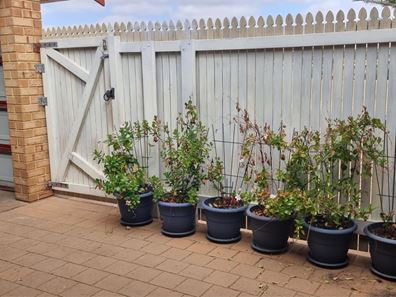 13/239 Willcock Drive, Mahomets Flats WA 6530