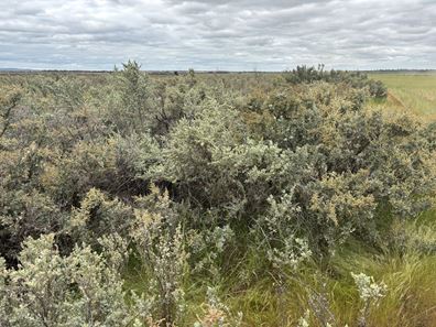 . 'Evandale', Kellerberrin WA 6410