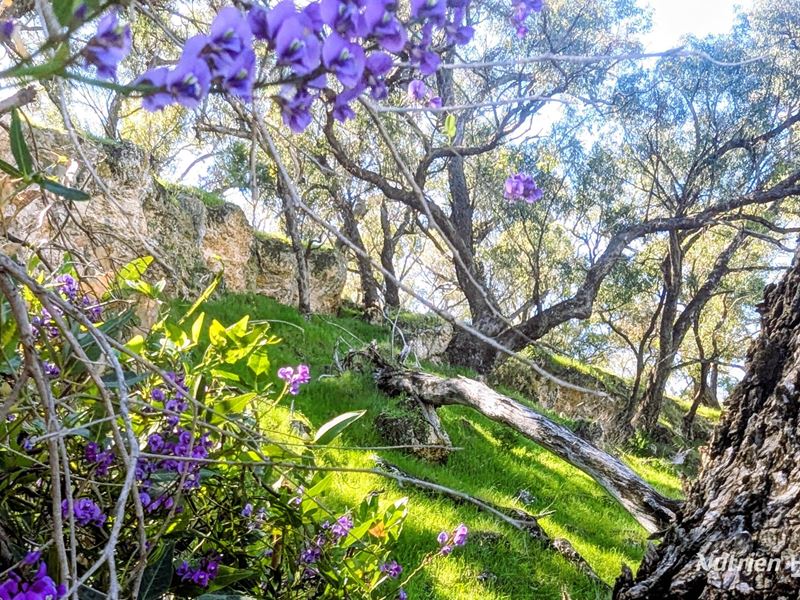 Lot 51 Millbank Road, Cowalla