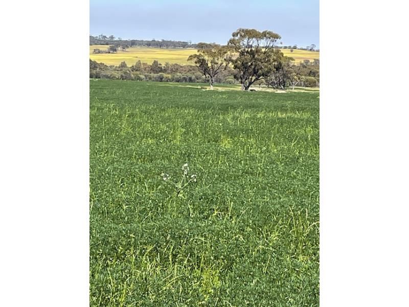 Chesters Kalguddering East Road, Wongan Hills