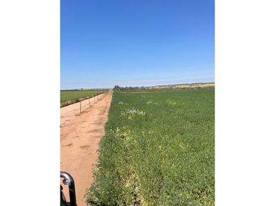 Chesters Kalguddering East Road, Wongan Hills WA 6603