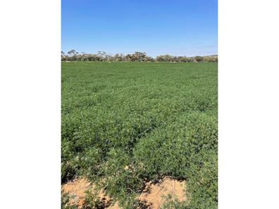 Chesters Kalguddering East Road, Wongan Hills WA 6603