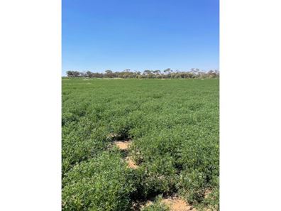 Chesters Kalguddering East Road, Wongan Hills WA 6603