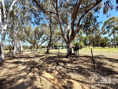 16 Muresk Road, Muluckine, Northam WA 6401