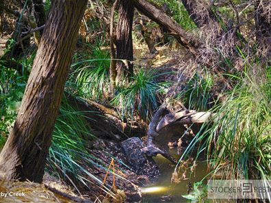 Lot 1 Carnaby Crescent, Witchcliffe, Margaret River WA 6285