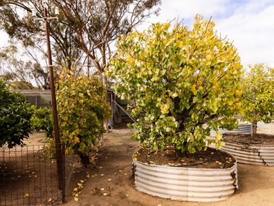 115 Butcher Street, Bruce Rock WA 6418