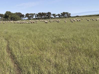 339 Butcher Road, Bookara WA 6525